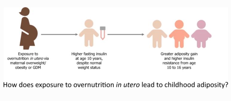 Exposure to overnutrition in utero sets youth on a trajectory towards higher fasting insulin levels during childhood in the absence of overweight/obesity, followed by greater accrual of adiposity from childhood through adolescence. <a href="/_whichwei/">Wei Perng</a> @Center_LEAD bit.ly/2WcGBTl