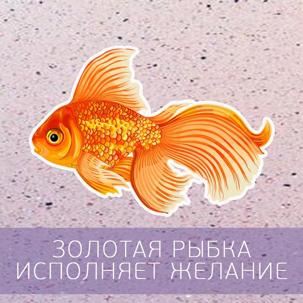 Три желания рыбке. Золотая рыбка. Золотая рыбка исполняет желания. Изображение золотой рыбки. Золотая рыбка настоящая.