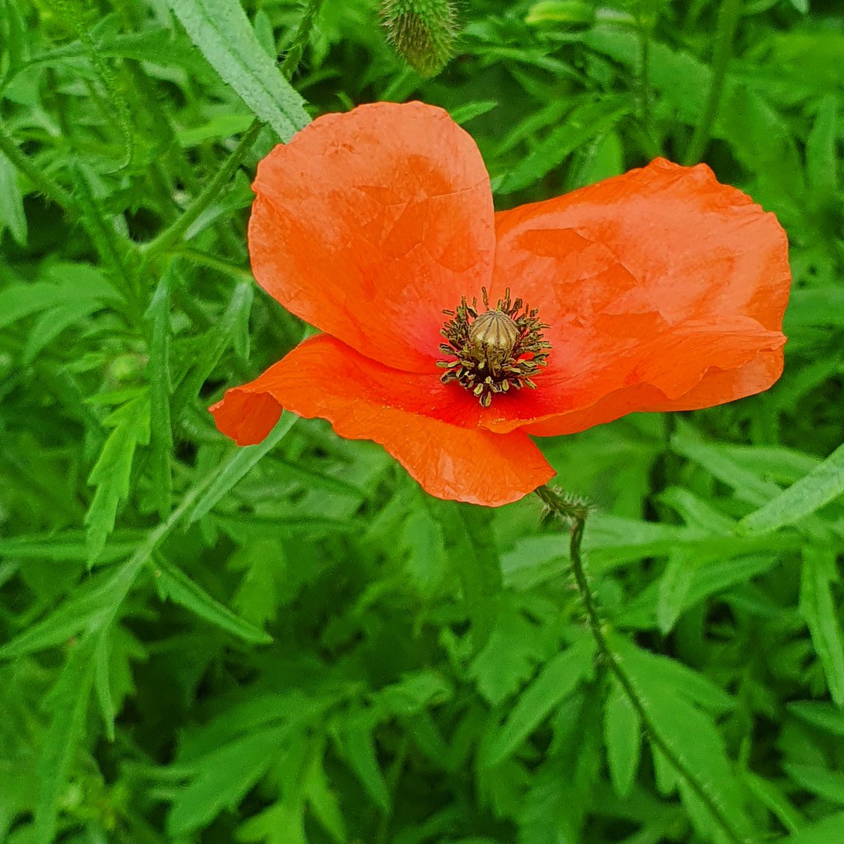 FortitudeProjec's tweet image. #ItsOkNotToBeOk 
Everyday is not flowers and smiles!
Somedays it&apos;s about getting through each thought, each emotion and each conversation! #fortitudeproject