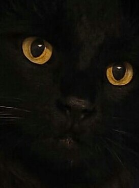 #cats https://t.co/daqO7a2qYU<a href="/tag/cats"class="tags">#cats</a>