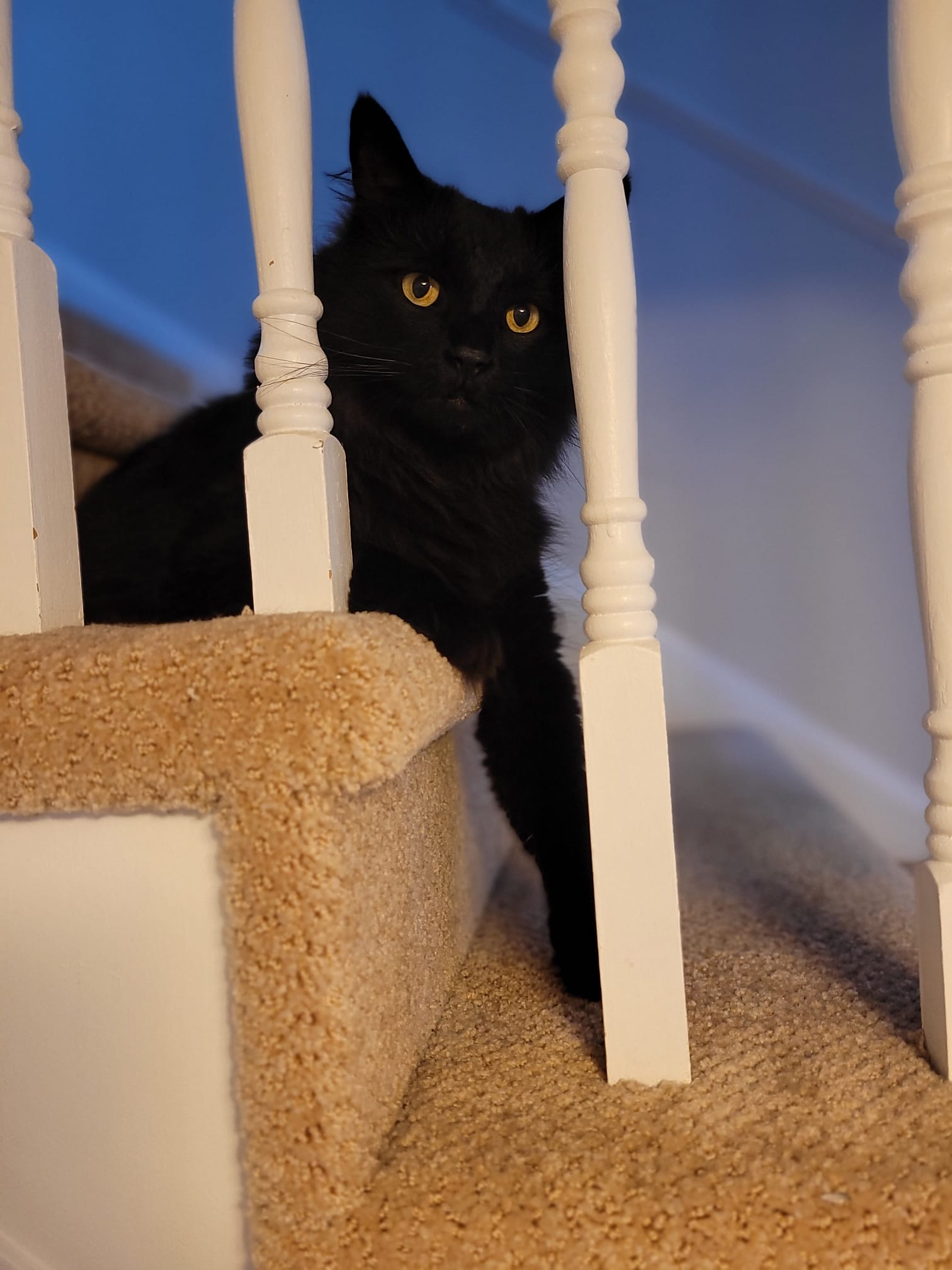 Me: Yes, Master. #cats https://t.co/eo03UiXMA7