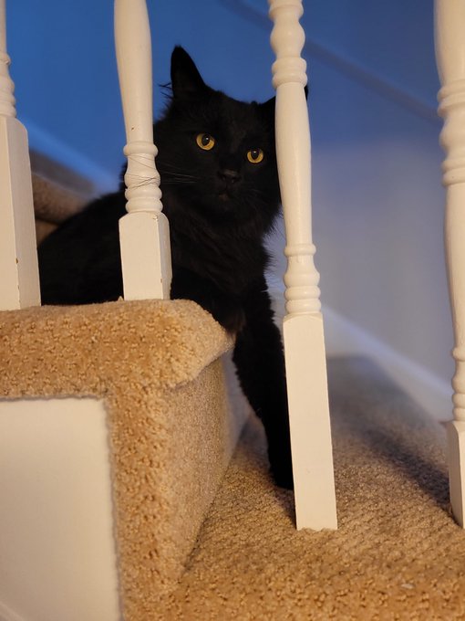 Me: Yes, Master. #cats https://t.co/eo03UiXMA7<a href="/tag/cats"class="tags">#cats</a>