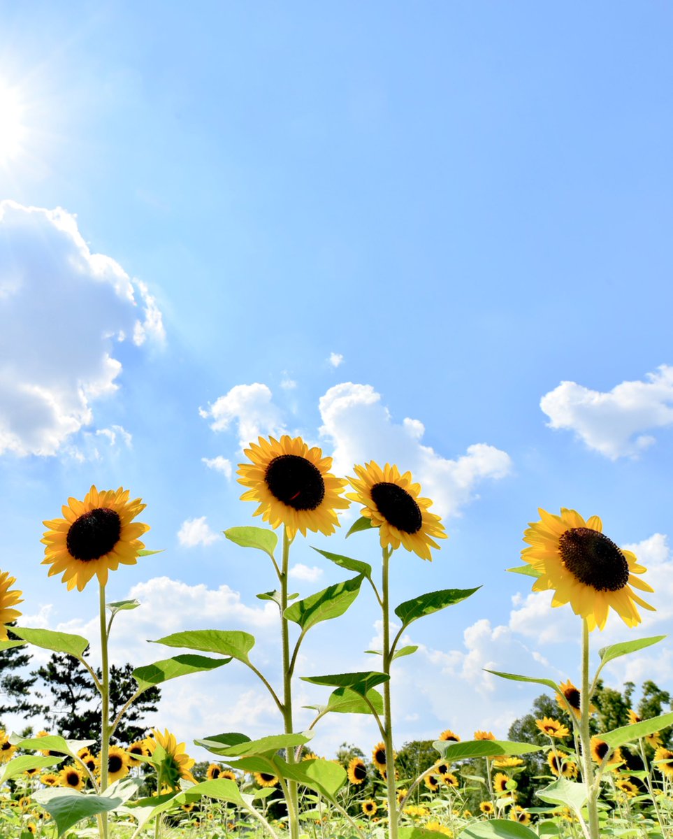 There are 130K cases of skin cancers diagnosed each year (UK) Since the majority of these cases are being attributable to chronic excessive exposure to the sunlight, it is imperative to increase sun awareness and safety. Sunscreens are widely available and we stock them too !