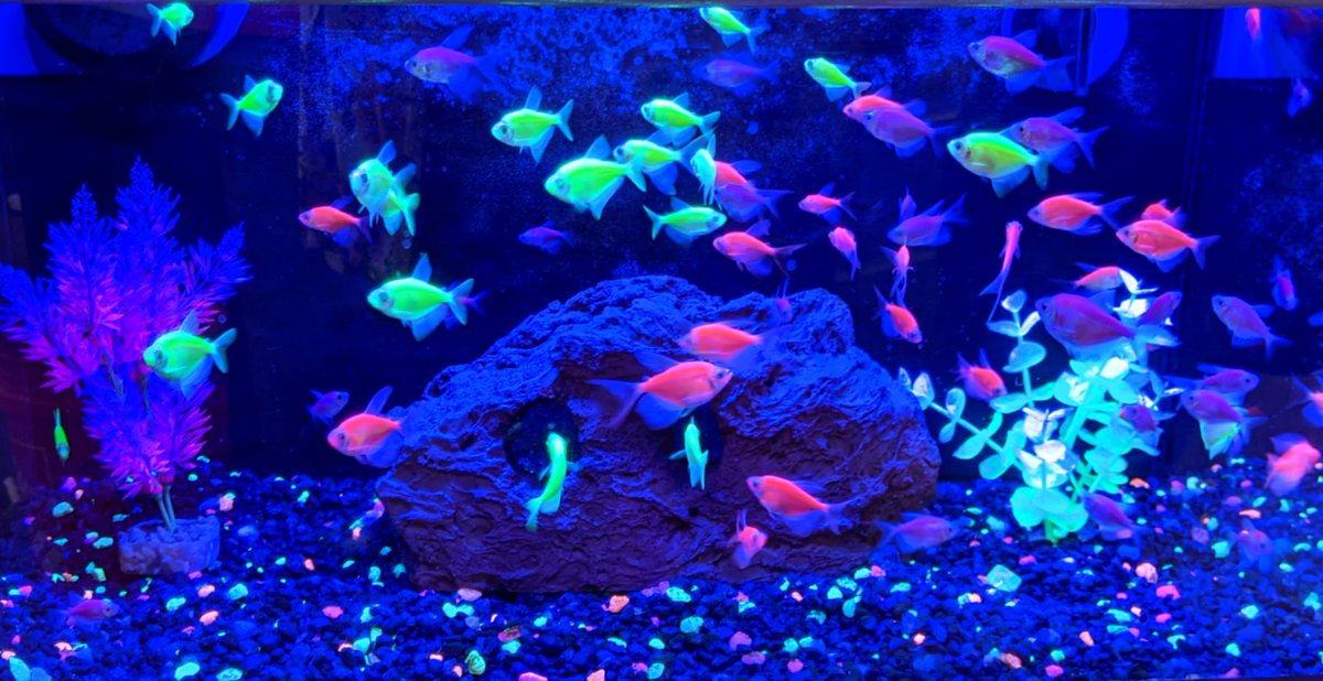 youarelovely95's tweet image. Can we talk about glo fish for a minute tho?? 🐟 #glofish #glow #glowinthedark