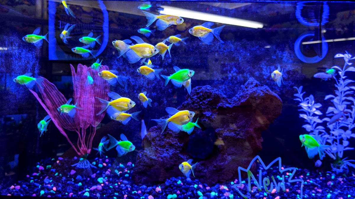 youarelovely95's tweet image. Can we talk about glo fish for a minute tho?? 🐟 #glofish #glow #glowinthedark