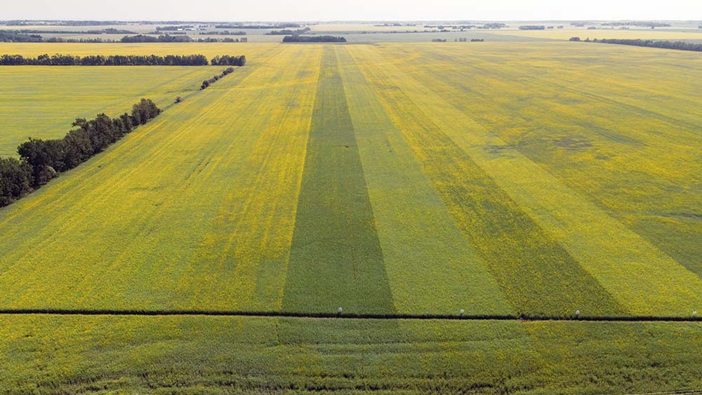 A shot of one of our trials near Westlock last week. <a href="/ProvenSeed/">Proven Seed</a> #PV681LC is leading the varieties out of flower! #ItsProven