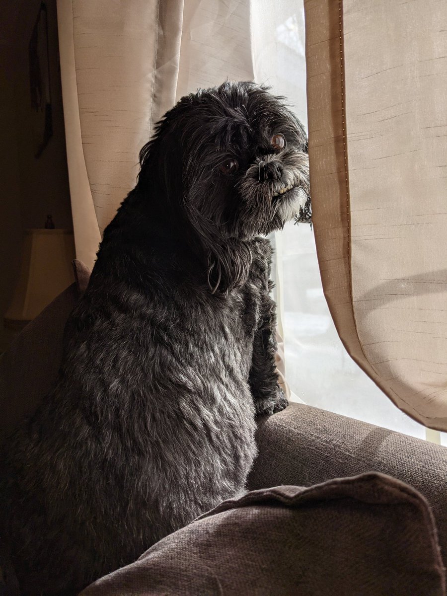 W1Lady's tweet image. #PVCastingCall2021  @petvalu Our dog Mika watching outside for the mail man but gives me the look saying he&apos;s not here yet. Just that look says it all.