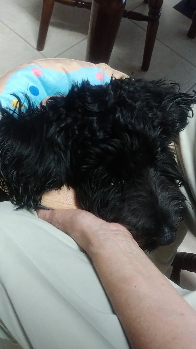 princessharumi_'s tweet photo. My sweet baby is back from his surgery 😭🙏 https://t.co/ZcuC8gejP6