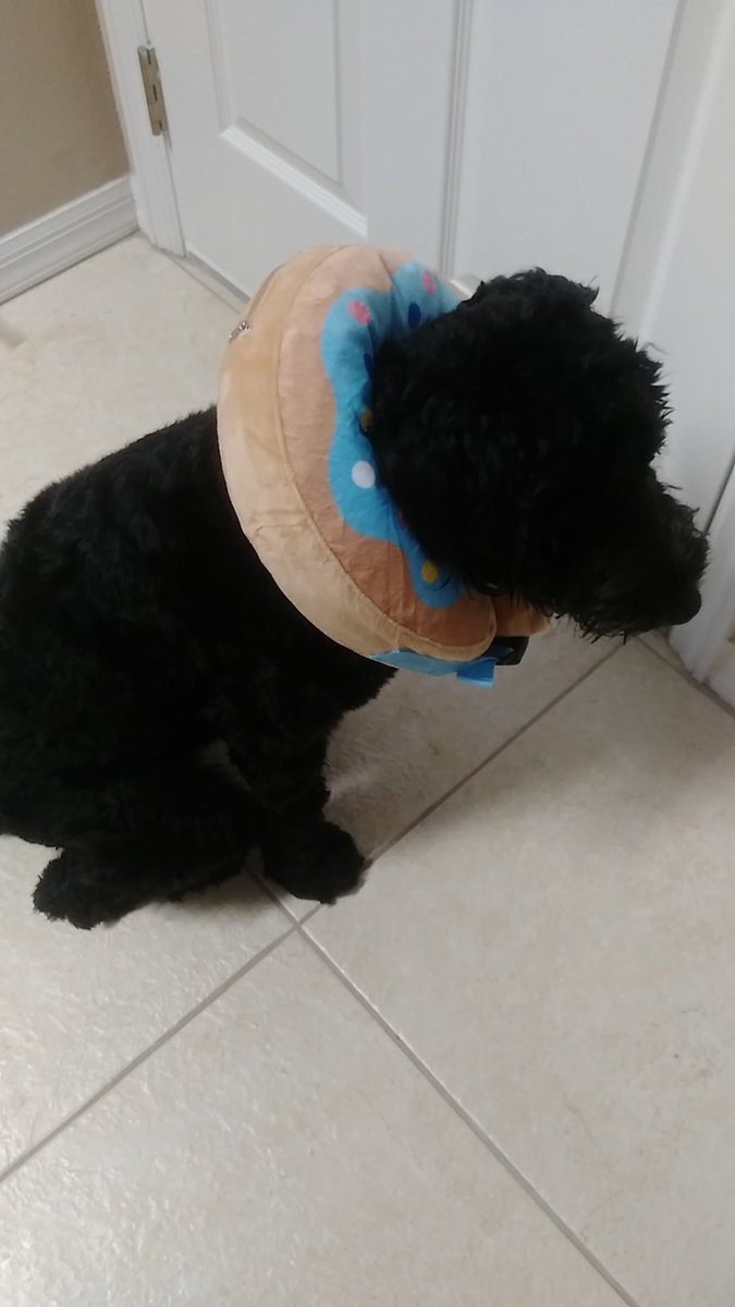 princessharumi_'s tweet photo. My sweet baby is back from his surgery 😭🙏 https://t.co/ZcuC8gejP6