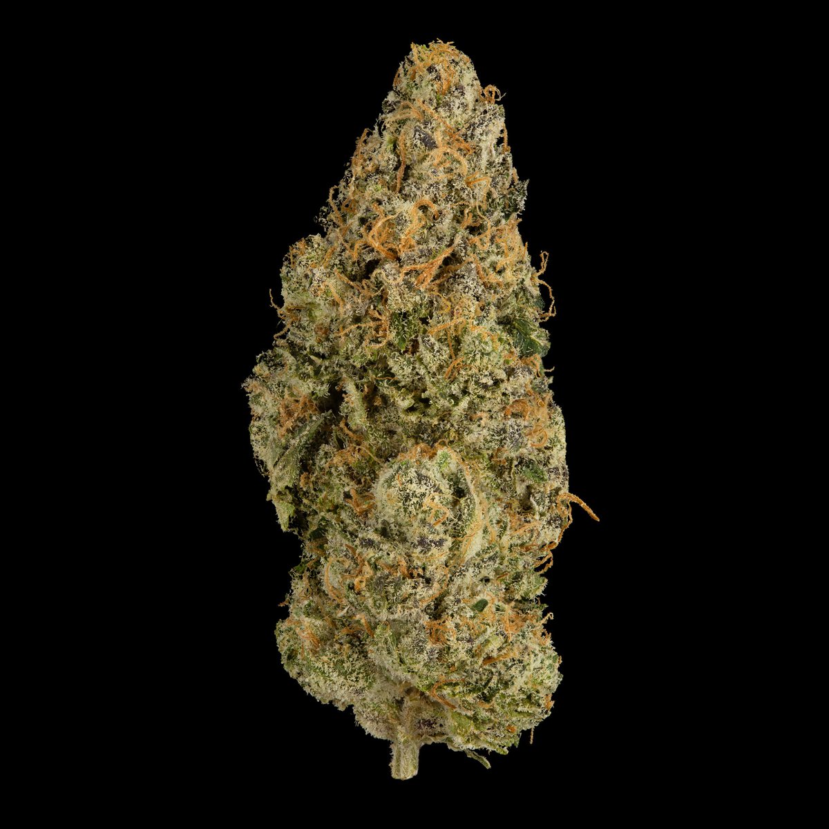 GrassRoots_sf's tweet photo. Garlic Grove from @GoldSealSF! 🧄Get it at Grass Roots: https://t.co/pDOUo1fxZH https://t.co/w2P11cp04b