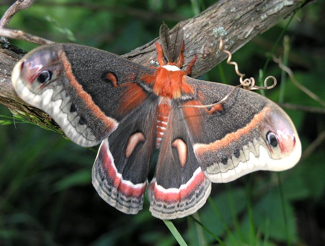 TPWDnews's tweet photo. #BeforeAndAfter 

Moths are pretty amazing. 

There are more than 4,600 species of moths in #Texas that provide food for birds, bats, frogs, fish and other wildlife.  Here's more: https://t.co/NLwYu80Hce

#MothWeek https://t.co/I4qoWcaCHL