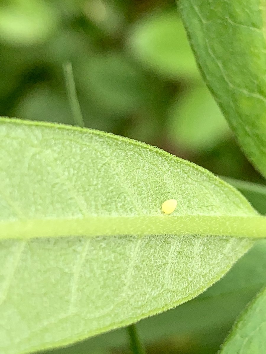 GrayFeist's tweet photo. Watching a #monarch lay eggs in our #garden. @SustainableMon3 #SustainableMonarch #savemonarchs https://t.co/AQP3GWGVtS