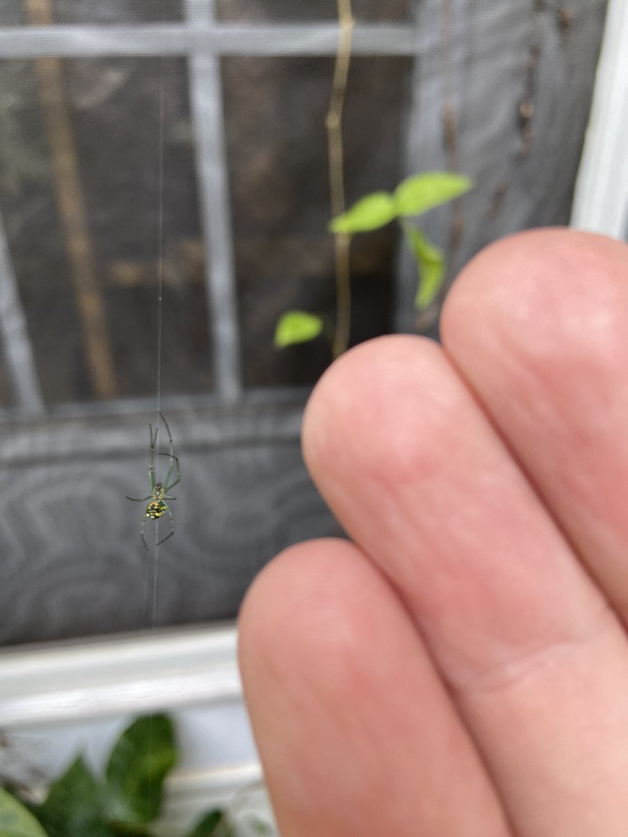 MaddrBoso's tweet photo. Not easy getting my phone camera to focus on this rad spider in the backyard. https://t.co/T2Y7WhzKbw
