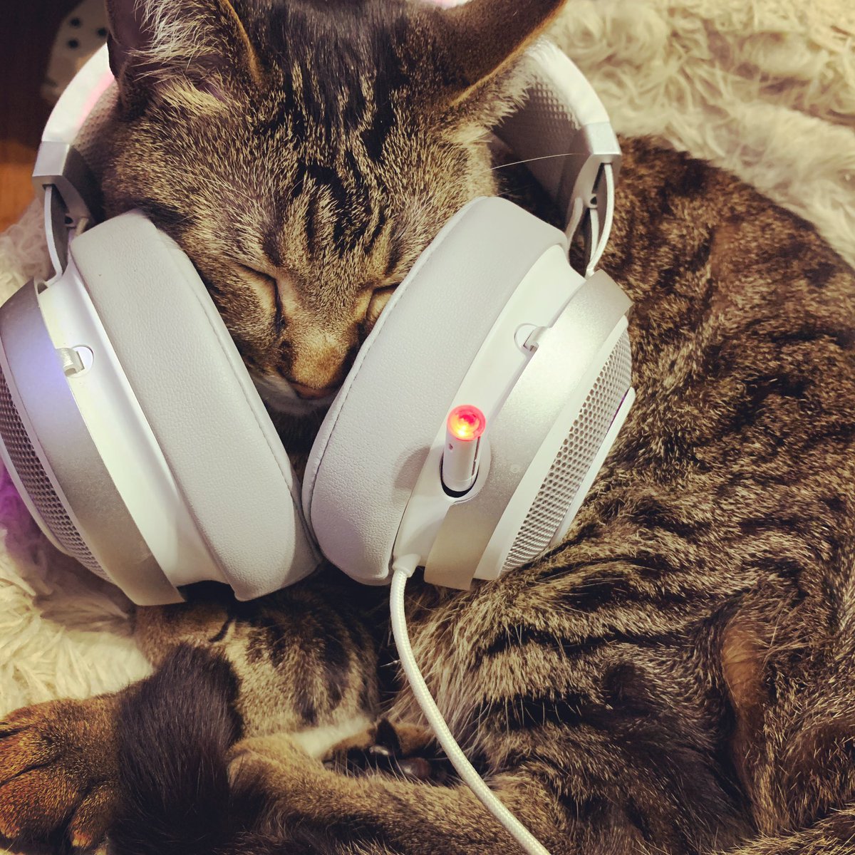 BalloonEatsGray's tweet photo. Cats enjoy music too, you know..!! #CatsOfTwitter #catlovers #TABBY #razor https://t.co/Ge5wWIe1Gx