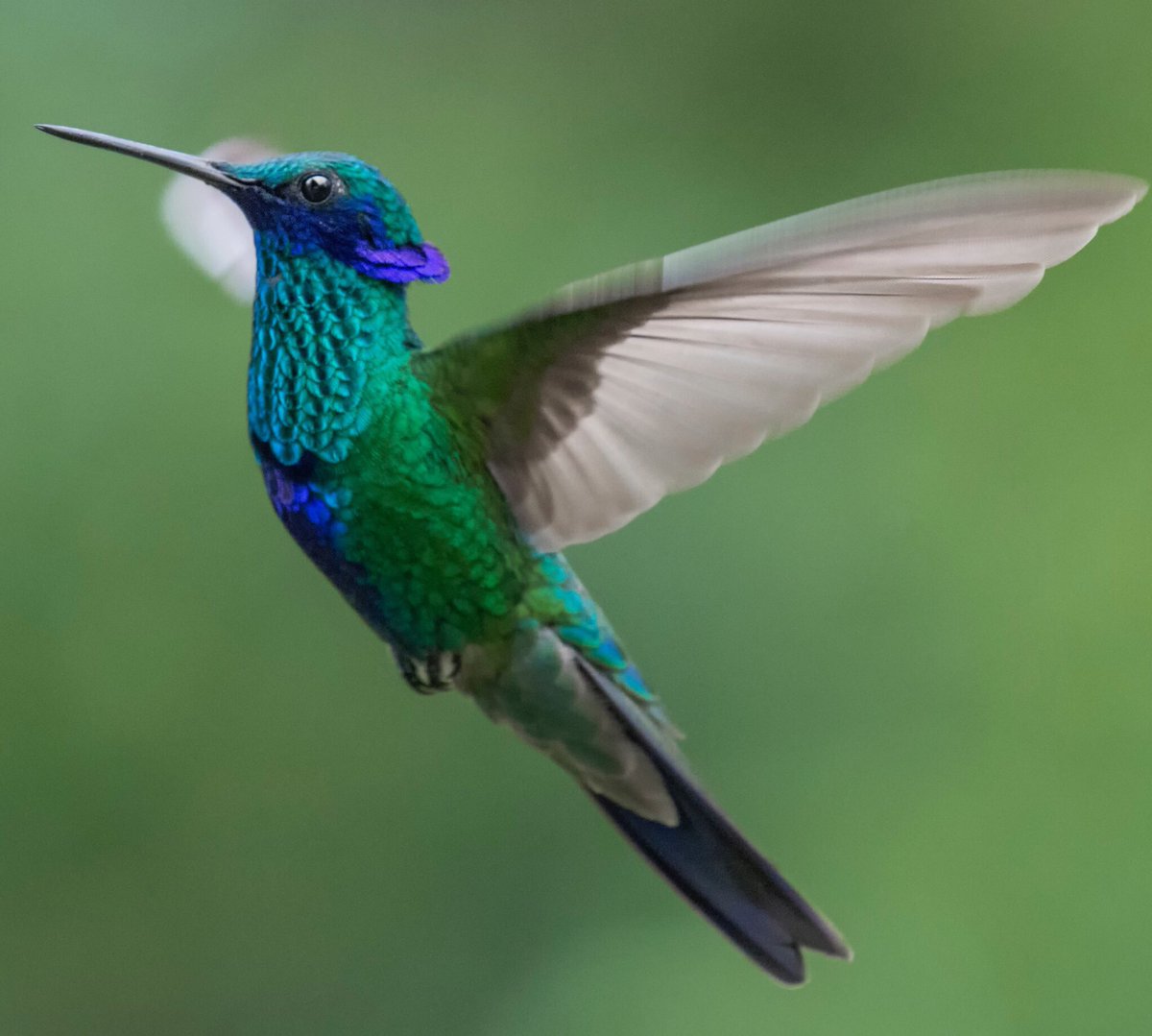 diegoetorres's tweet photo. Tres colibríes del género Colibri y sus características “orejas” que levantan cuando están alertas o quieren parecer intimidantes ante otros. Colibri delphinae, Colibri coruscans y Colibri cyanotus. https://t.co/cSklFQZK3R