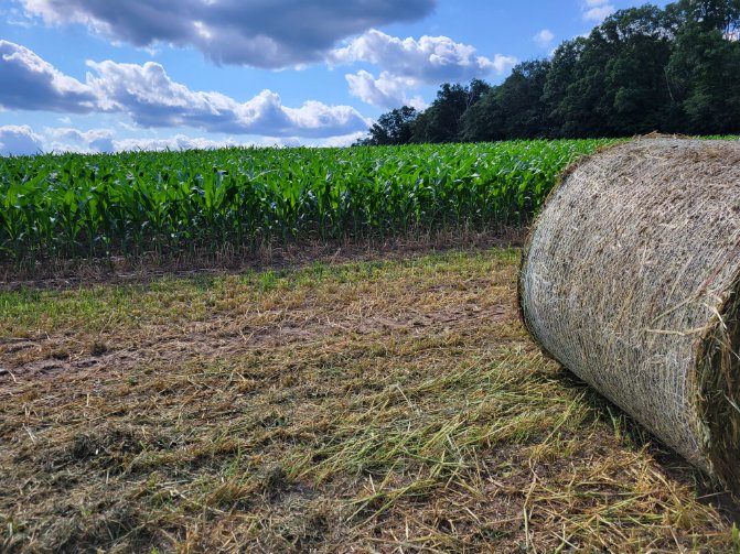 LearnRon's tweet image. Pretty nice for being planted 5 weeks ago...