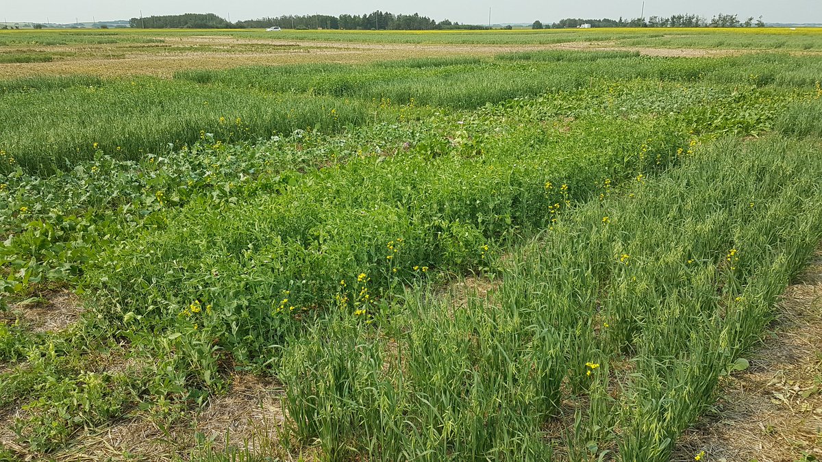 obiohadurunna's tweet photo. Despite low precipitation, these small-plots of #Monocultures and #ForageBlends will add value to our #WinterSwathGrazing study. Thanks to @LakelandCollege #CropResearchCrew! @RDARAlberta @LakelandFarm @NSERC_CRSNG  @UnionForage @DrBart_Beef @Gregpenner3 @grassncows @GraemeFinn1 https://t.co/TkkAZEbfdh