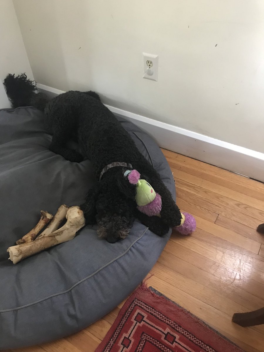 rayecoop's tweet image. A boy and his toy ( and his bone pile 😆)