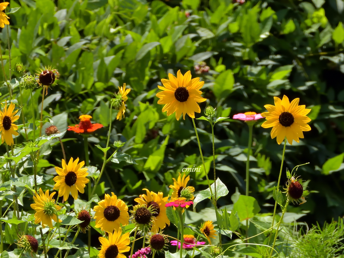 コヒマワリ Twitter Search Twitter