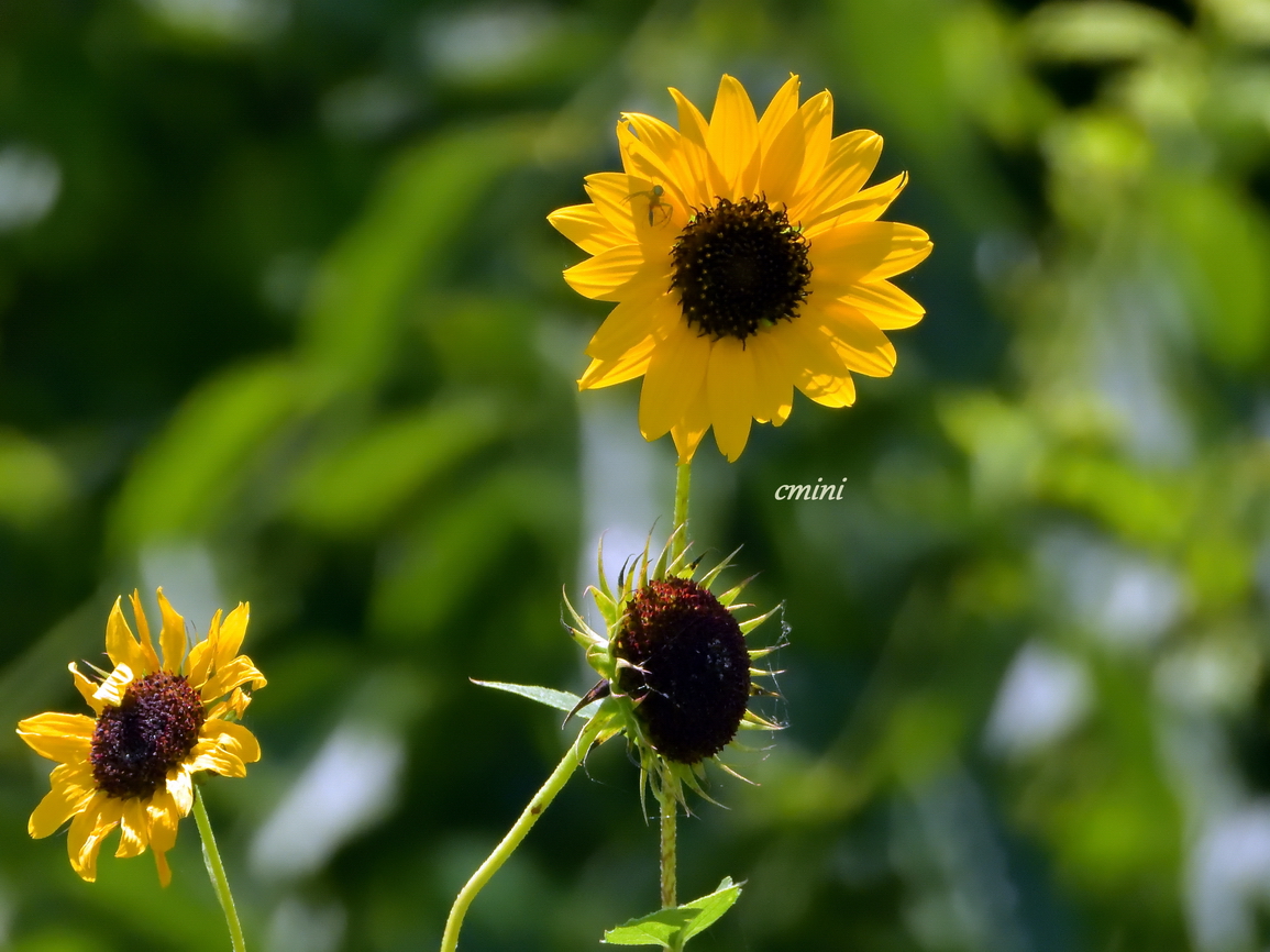 コヒマワリ Twitter Search Twitter