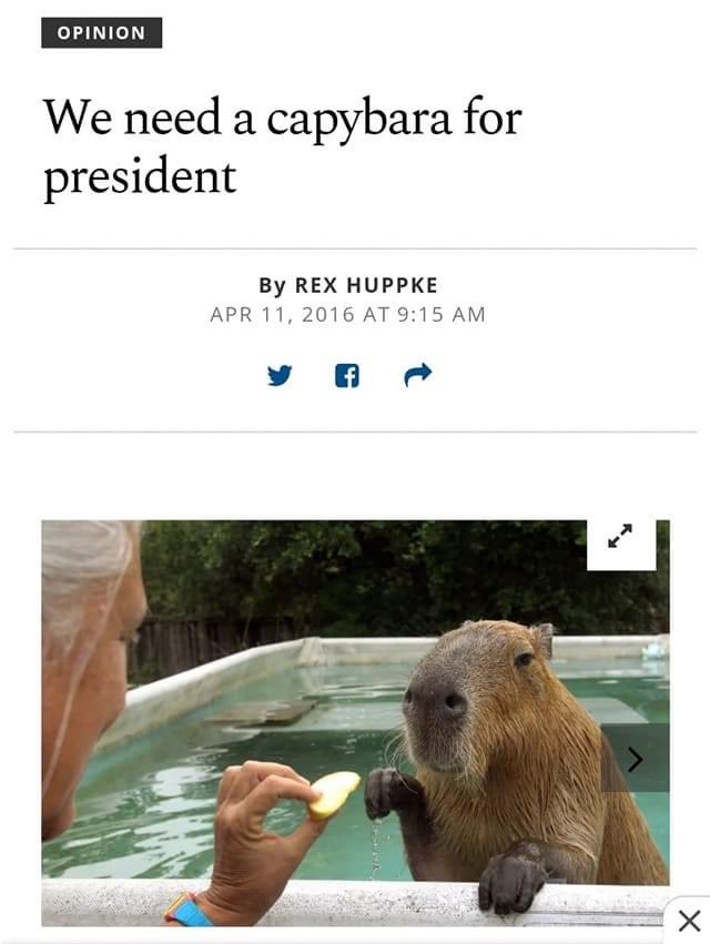 CAPYBARA_MAN's tweet photo. Agreed https://t.co/8xG1daSYwH