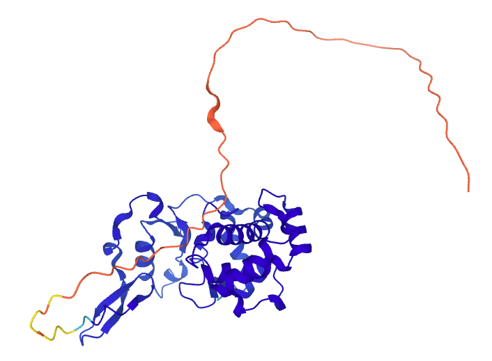 _JamesIrving_'s tweet photo. @Prof_Marciniak @bedoctored @RandyJRead Having said that, the first model I downloaded from alphafold was of a protein a PhD student asked me about a few months ago, in which the core structure is already in the PDB, but there is no information about the N-terminus. For this protein at least, we're not there yet! https://t.co/WSXst40QQs