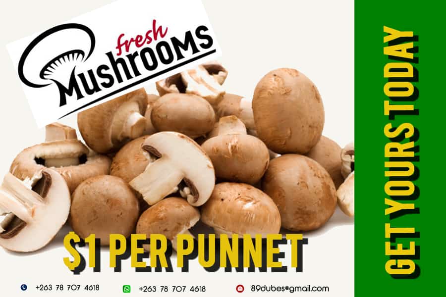 VibeMatcher's tweet photo. #NdebeleTwitter
Support a Bulawayo business today. Fresh mushrooms will be ready on Saturday. Place your orders. We deliver in the Bulawayo CBD. USD $1 for a punnet.
Contact us on 0787 074 618/0772 211 036.
@CurateByo
@newton_zw
@Thando55103340
@JGarnetZW https://t.co/pIzoZY5jbf