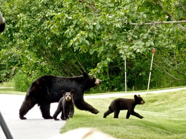 bearsOTD's tweet photo. a mama and her babies
#bearoftheday #beara #bearbot
(posting a few photos at once so my account is not empty! will be starting daily posts tomorrow) π» https://t.co/qT7dxp4CC3