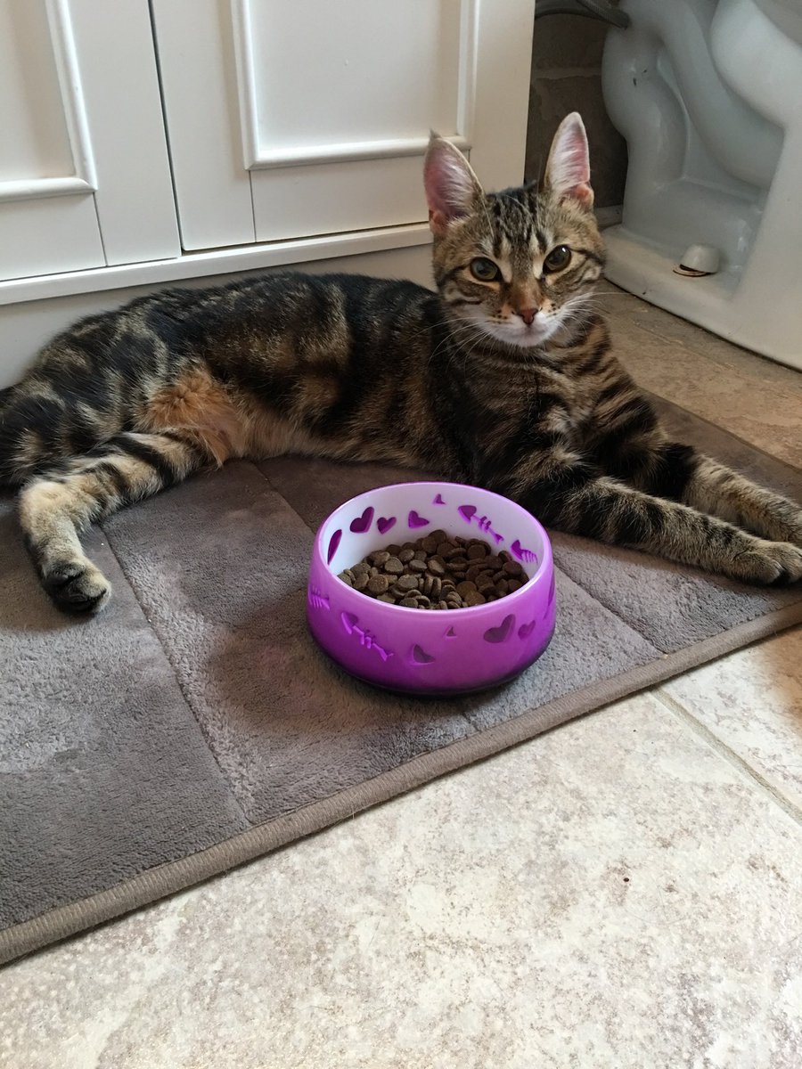 Nicole_Believe's tweet image. #PVCastingCall2021 @petvalu Gamora the day we brought her home. #AdoptDontShop Sister to a Clyde.