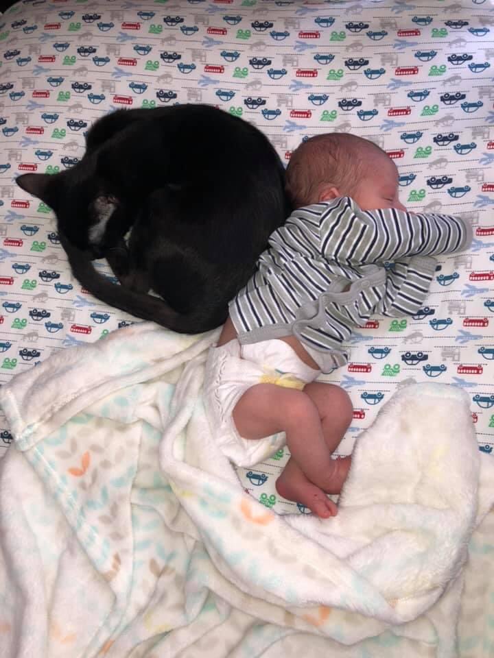 BratTheKat's tweet photo. I want to introduce you guys to one of my favorite humans. He came to my house in March of 2019. He made a lot of noise and smells, but I love him anyway. I won’t let anyone do anything to upset him. We still do everything together. #CatsOfTwitter #VoidCat https://t.co/LlbToO0Z3L