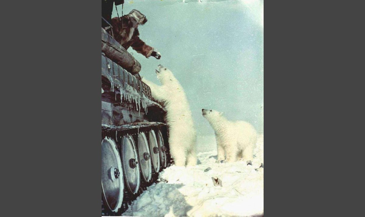 отважные полярники. советская антарктическая экспедиция 1956. полярник и медведь. однажды полярники мирного. руаль амундсен южный полюс.