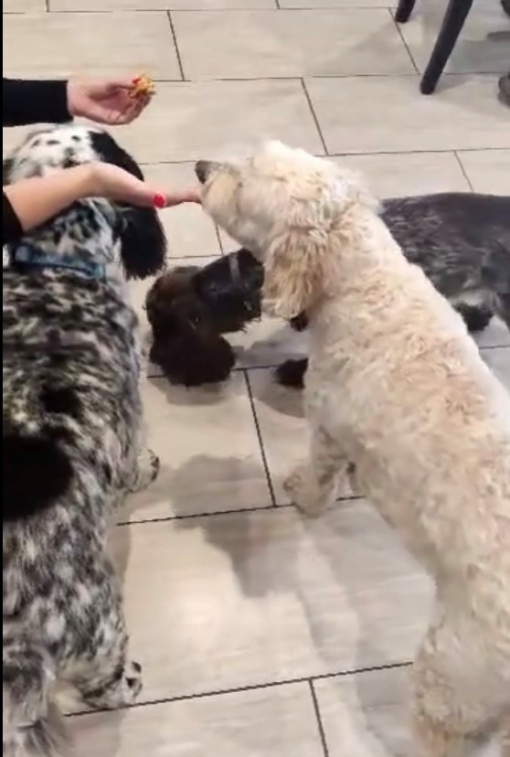 RCCCEdmonton's tweet photo. Our KING is 12 years old! Wishing Howie a very Happy Birthday! Today we celebrated with some "pupcakes" for all the office dogs.

#OfficeDog #HappyBirthdayHowie #RIGHTCHOICECamps #Pupcakes https://t.co/euJF7BHmnQ