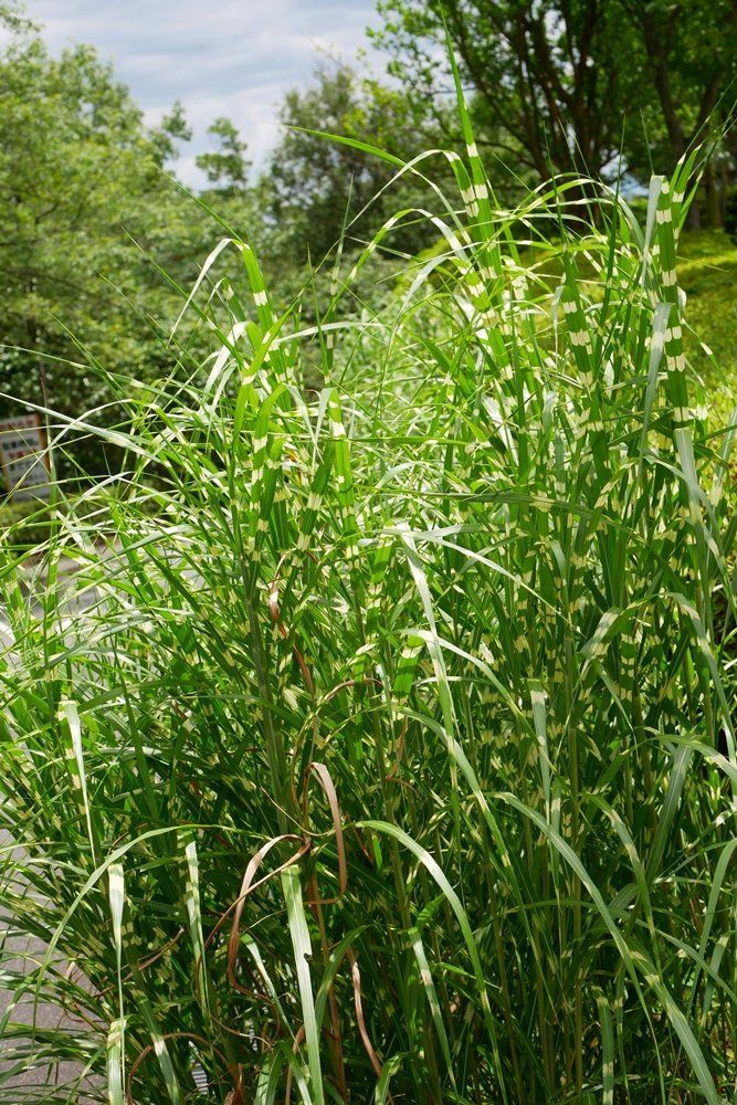 タカノハススキ Twitter Search Twitter