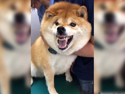 反ワクチンの面白い生態 ワクチンを打たれた時の犬のリアクション 動物は本能的に注射に抵抗を示す 人間も本能的にワクチンに抵抗があるのは当然だけど そこで反ワクチンに転ずるかどうかは自分の本能 感情を理性でコントロールできるかどうかだろうね 反ワクチンの面白い生態 ワクチンを打たれた時の犬のリアクション 動物は本能的に注射に抵抗を示す 人間も本能的にワクチンに抵抗があるのは当然だけど そこで反ワクチンに転ずるかどうかは自分の本能 感情を理性でコントロールできるかどうかだろうね