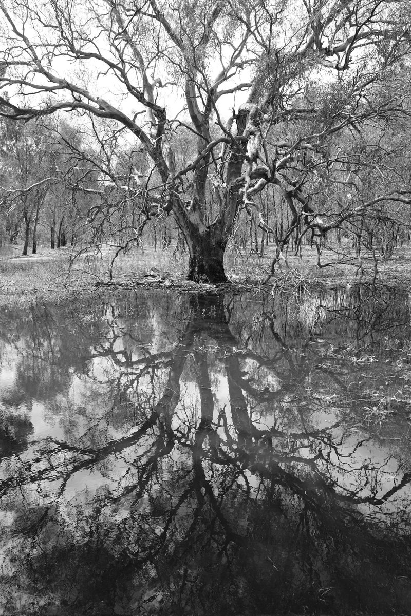 FrogsCalling's tweet photo. It might be grey and gloomy, but the frogs are still calling you! Your backyard pond or farm dam are great places to make recordings! 

Full instructions at https://t.co/6pDrArCbxa

📷 Kinnairds Wetland

#frogscalling #waterfortheenvironment https://t.co/cXbT0I8pMX
