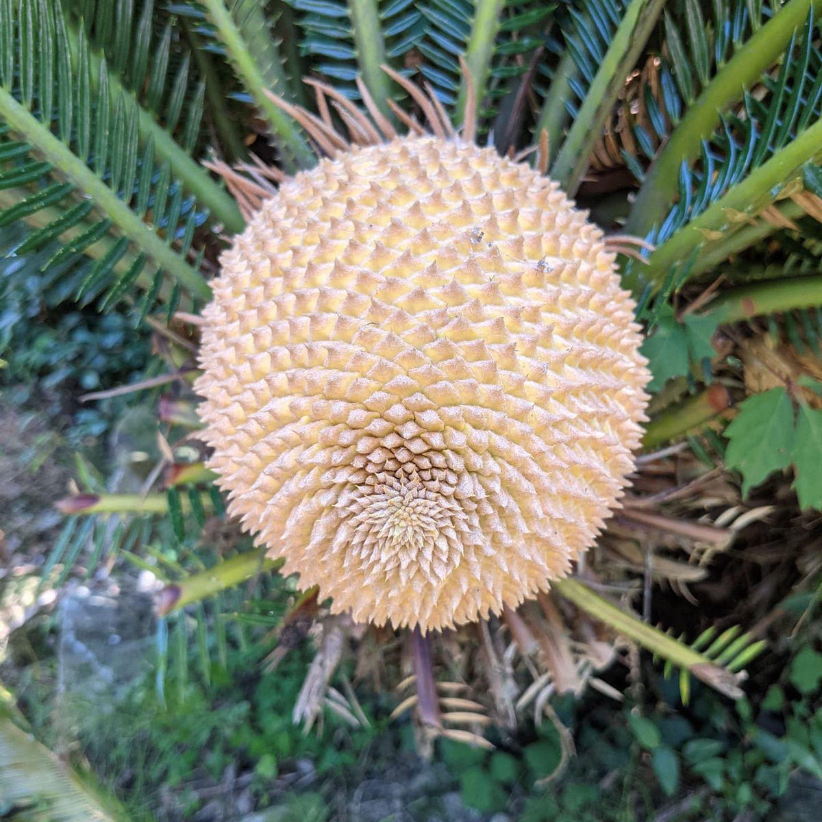 ソテツの花のtwitterリアルタイム検索結果 Meyou ミーユー