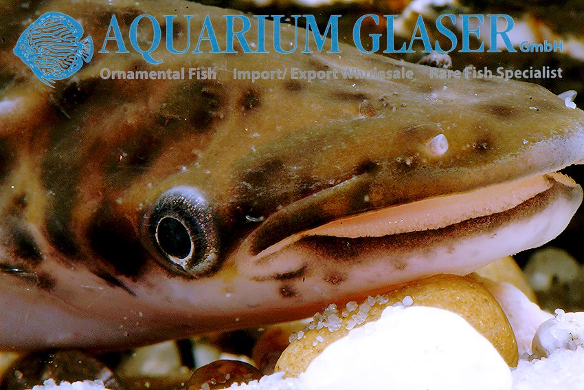 aquariumglaser's tweet photo. #Ageneiosus #inermis
find more details and pics @ https://t.co/kgExUnuDLM https://t.co/Kc2RbTMHBo