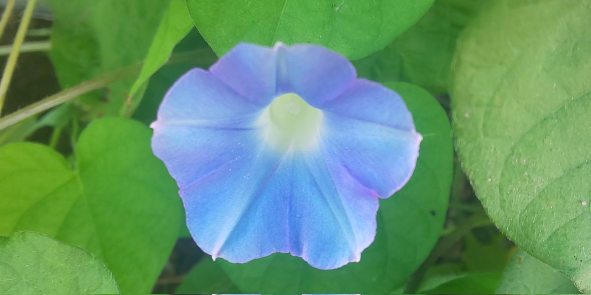 小鳥遊 郁 Kaoru Takanashi Twitter