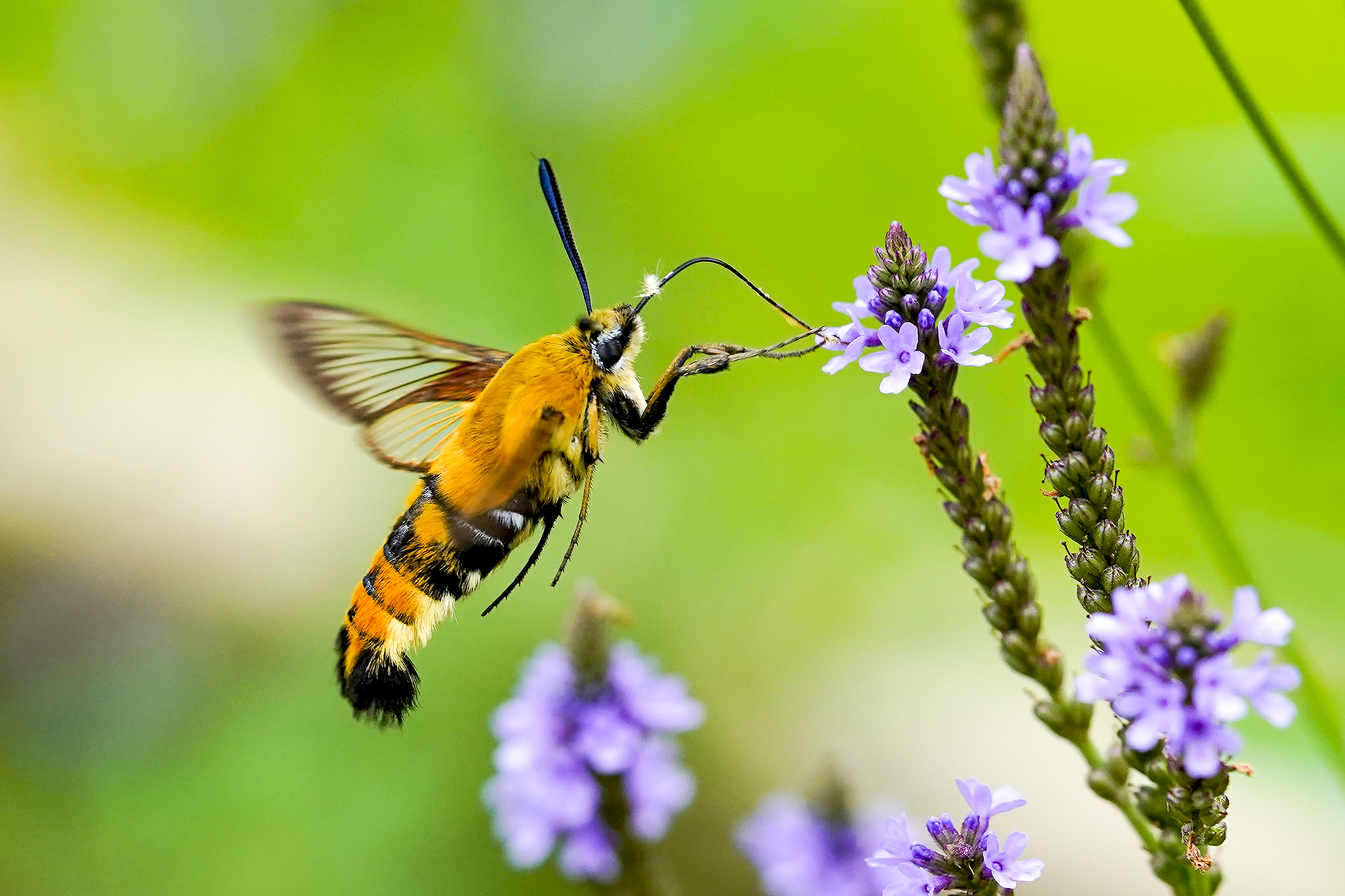 へろまー 前脚の添え方が何だか良い スキバホウジャク スキバホウジャク スズメガ 昆虫写真 T Co 7bmgjfiagj Twitter