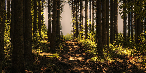 Danielle Le Breton and Jane Hewitt discuss the Land and Environment Court of NSW has fined a property developer and demolition contractor for the illegal clearing of 21 trees in a heritage conservation area in Epping. Click here: bit.ly/3iBxfrH
