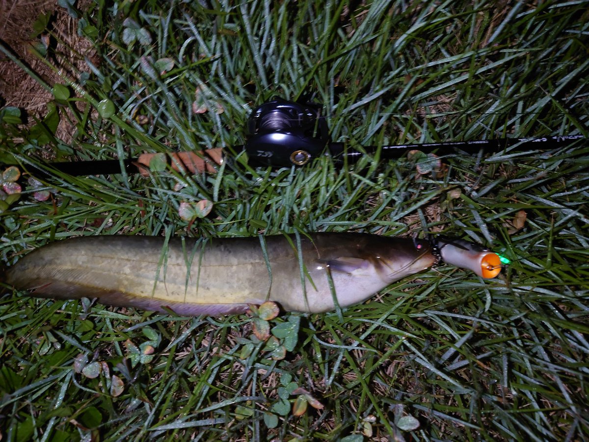 ポッパーフロッグ