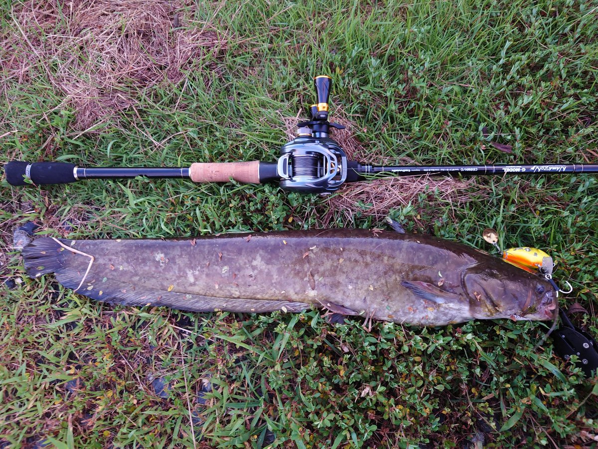 ポッパーフロッグ