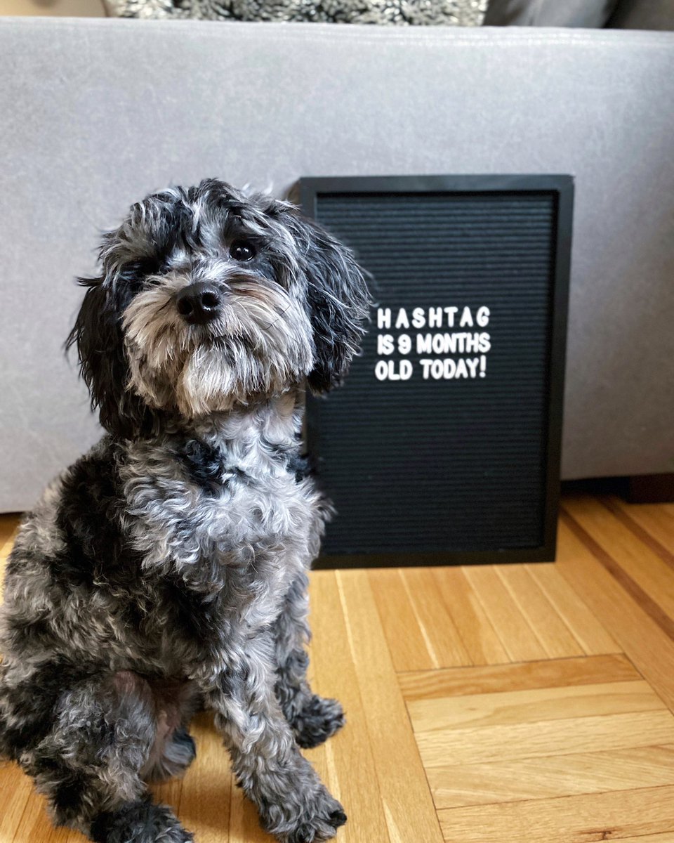 hashtagcavapoo's tweet photo. Today I’m 9 months old! 🥳 I had a busy day starting at the park, playing with new toys, getting a bath & ears cleaned - feelin’ like a brand new puppy 💆♂️
#HashtagtheCavapoo #Cavapoo https://t.co/JvoK2ja3Qr