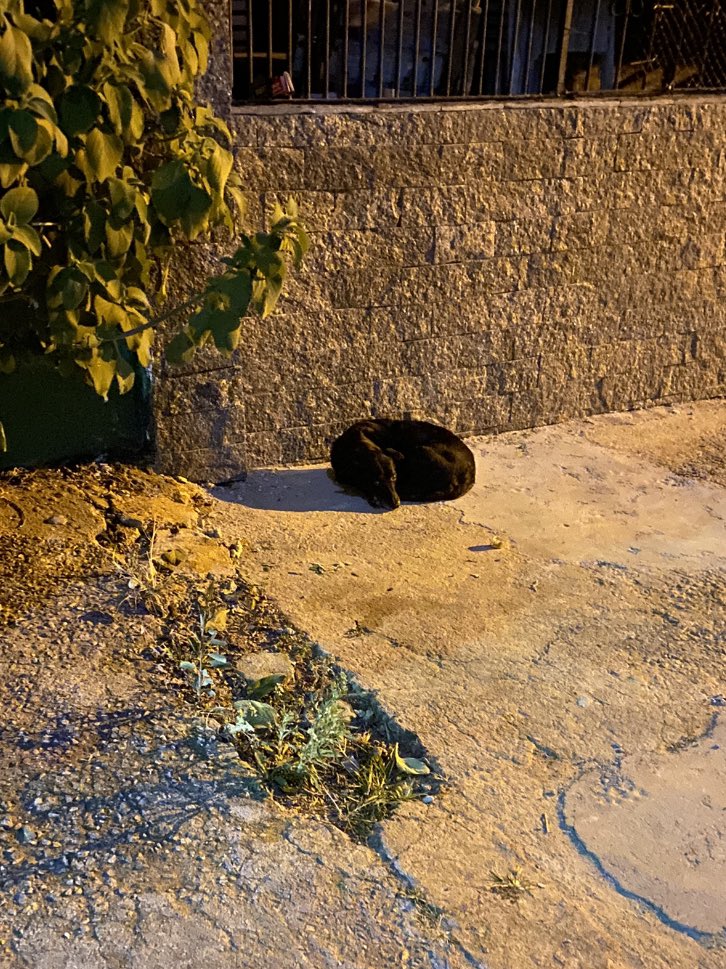 casadoviralata's tweet photo. Noite de 10 graus em São Paulo, rua vazia, fria, chão gelado, deitada no nada, sozinha e ferida
Provavelmente com fome… tem nem o que dizer, vou levar comigo https://t.co/ojrgt1DKXd