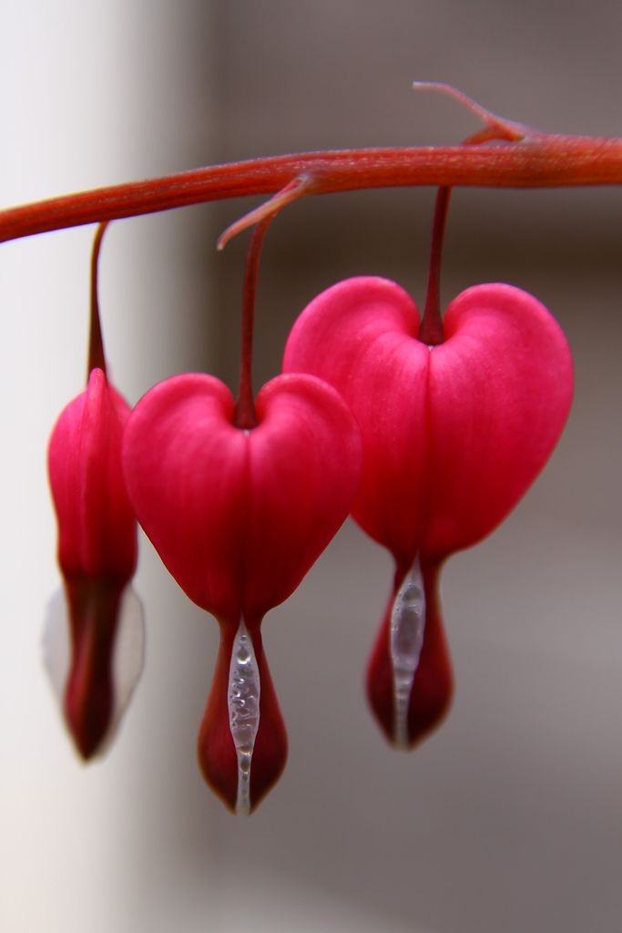 INSTINC26289171's tweet photo. @Amy89002 🌶️❣️👠Love cures ...ones who give and the ones who receives https://t.co/YJIxsUoXA1