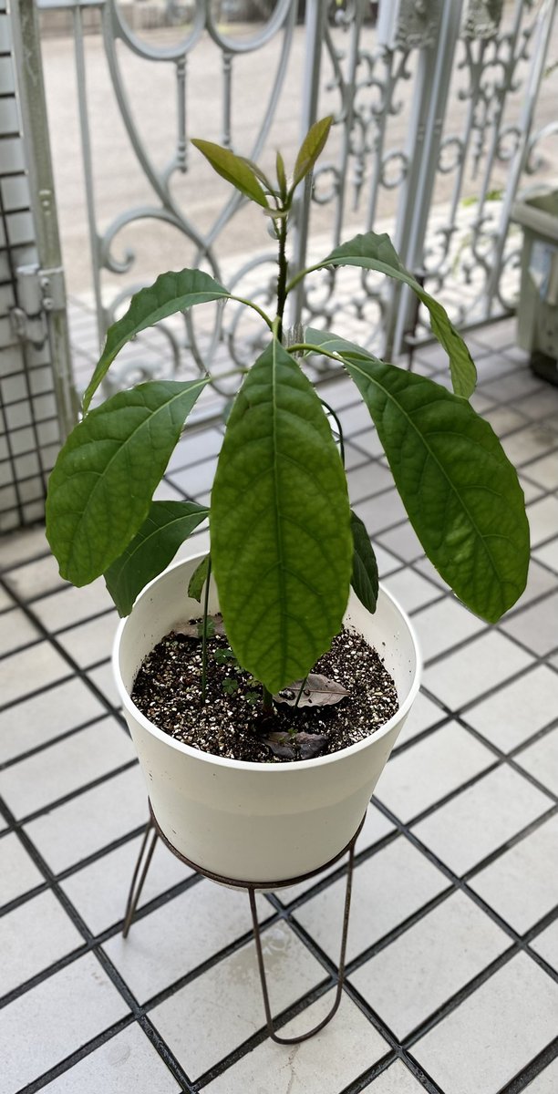 Wu媽媽 Wumama V Twitter 左は昨年7月のアボカド 右は今年7月のアボカド55cmまで大きくなりました 寒い間は部屋置きにしてたけれど一回り大きな鉢に植え替え暖かくなって外に出したらすくすくと伸びだした アボカド