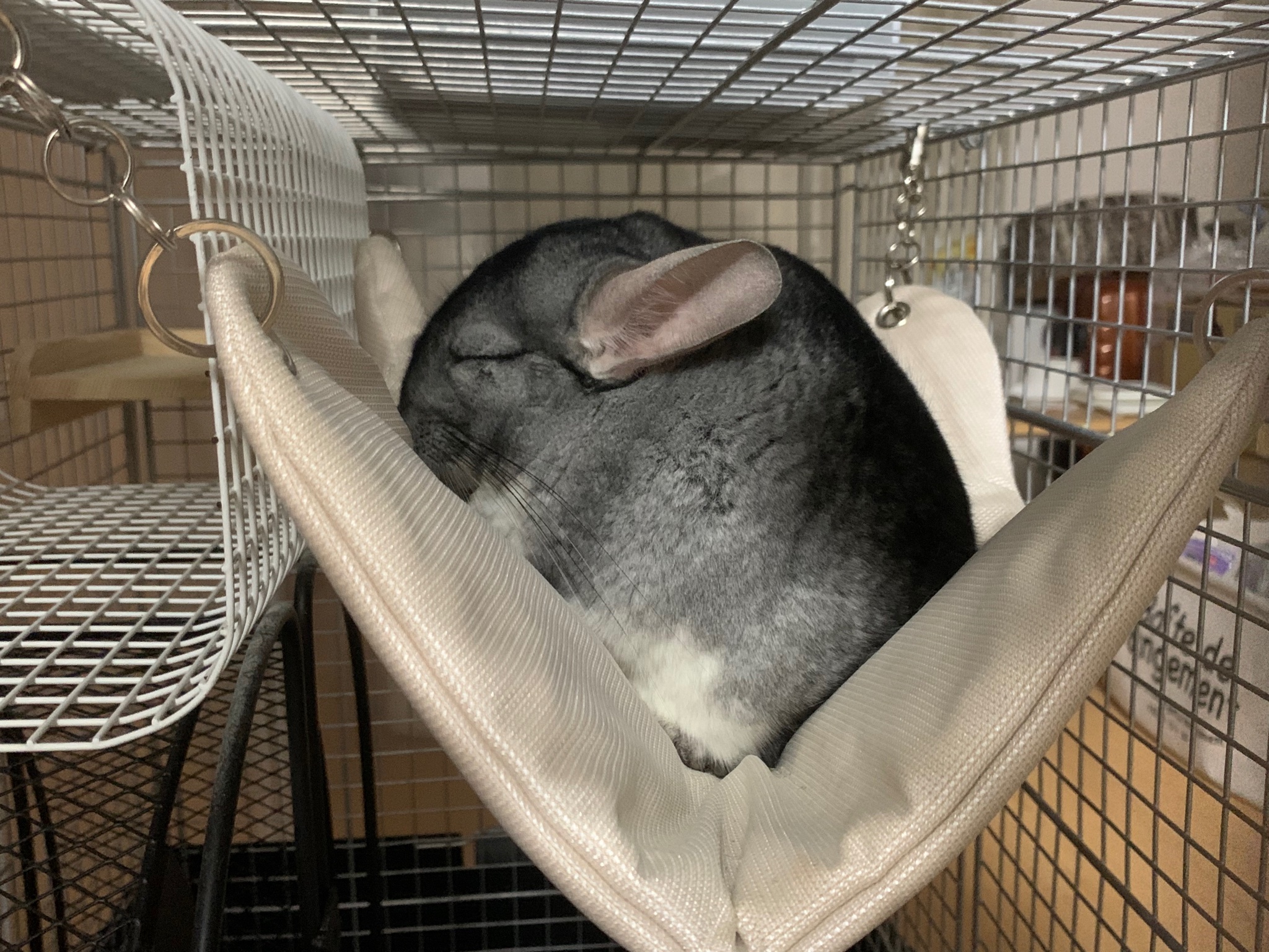 七夕生まれのチンチラぐーしゃん Chinchilla Guri Twitter