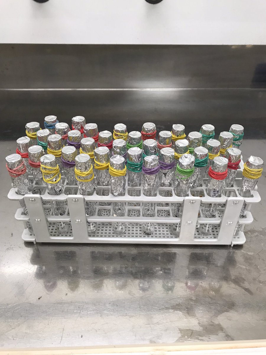 Lipid extraction in action! Preparing the third batch of prey and #Māuidolphin samples for #stableisotopeanalysis. 

Thanks @docgovtnz and #NZCeTA for supplying these precious samples. @MMEG_UoA @womeninmmsci @ScienceUoA 
#stableisotopes #marinemammalscience #WomenInSTEM