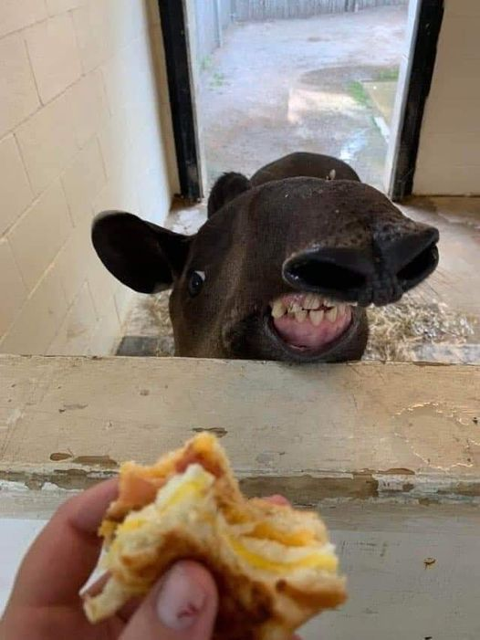 Everyone look at this tapir who wants a sandwich