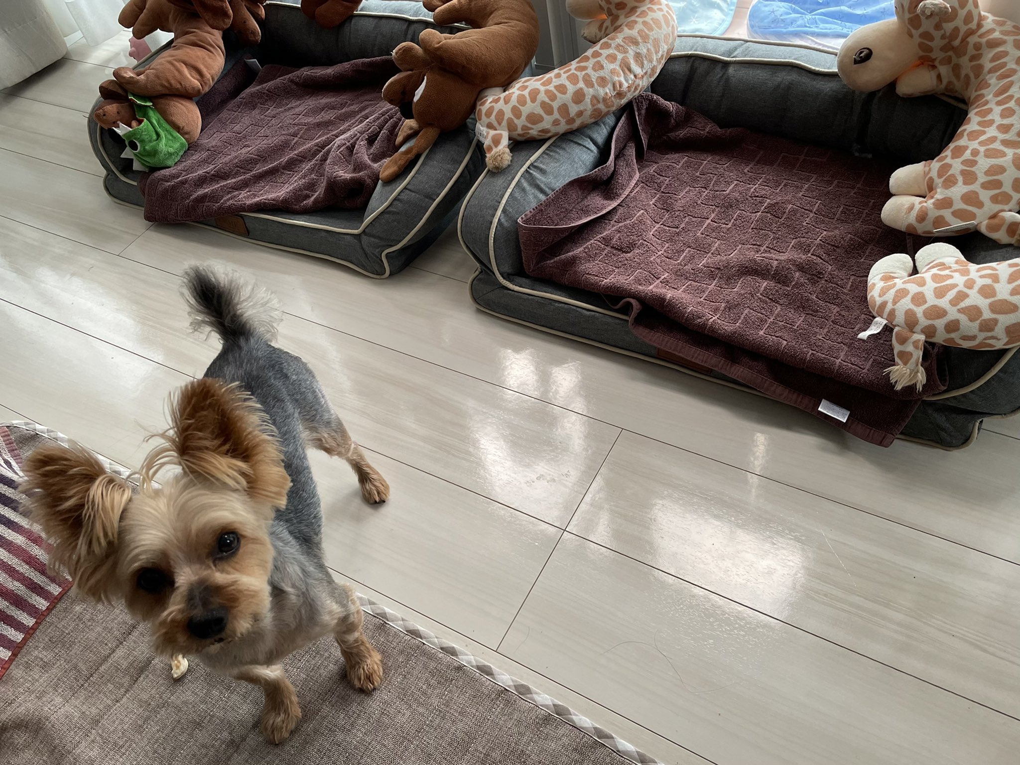 立道久美子 Tk Dance サンルームはアチチで夕方になるまで閉めちゃいますよ 窓際にベッド置いてあげたのに それでも サンルームに出たがる催促の犬君達 ヨークシャーテリア ヨーキー Yorkshireterrier T Co Tggzle4rps Twitter